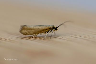 Bronsmotten - Roeslerstammia