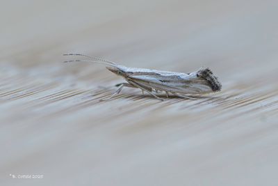 Gemarmerd koolmotje - Plutella porrectella