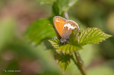 Vossen / Nymphalidae