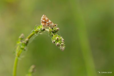 Dikkopjes / Hesperiidae