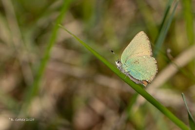Blauwtjes, Kleine Pages en Vuurvlinders / Lycaenidae