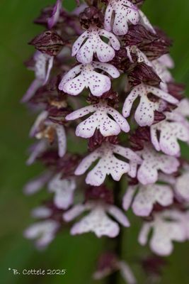Purperorchis - Lady orchid - Orchis purpurea