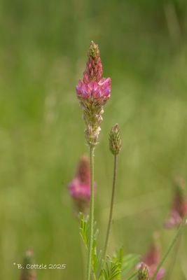 Esparcette - Common sainfoin - Onobrychis viciifolia