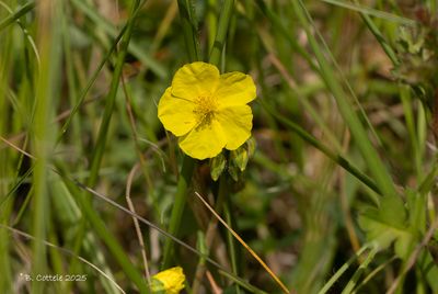 Geel zonneroosje - Common rock-rose - Helianthemum nummularium
