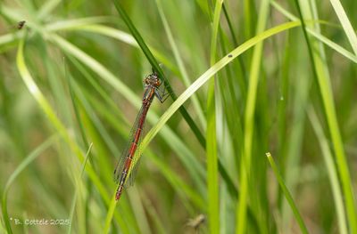 Dragonflies