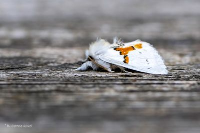 Tweekleurige tandvlinder - White prominent - Leucodonta bicoloria
