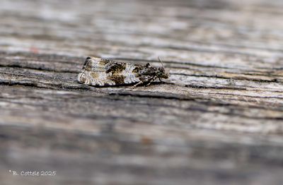 Bladrollers - Tortricidae