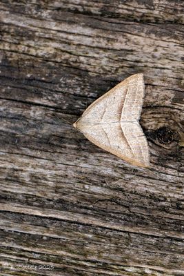 Varenspanner - Brown silver-line - Petrophora chlorosata
