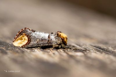 Tandvlinders / Notodontidae