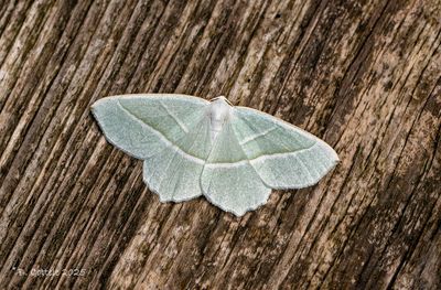 Spanners / Geometridae