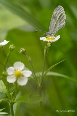 Witjes / Pieridae