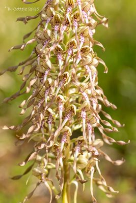 Bokkenorchis tienne - Lizard orchid - Himantoglossum hircinum