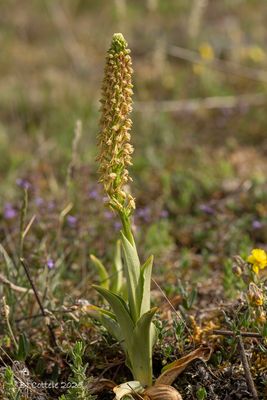 Poppenorchis - Man orchid - Orchis anthropophora