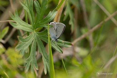 Dwergblauwtje - Small blue - Cupido minimus