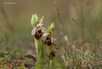 Hommelorchis - Late spider orchid - Ophrys holosericea