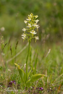 Bergnachtorchis - Greater butterfly-orchid - Platanthera chlorantha