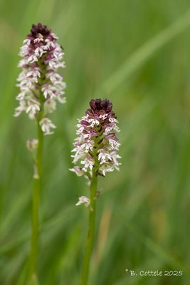 Aangebrande orchis - Burnt-tip orchid - Neotinea ustulata