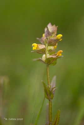 Kleine ratelaar - Yellow rattle - Rhinanthus minor