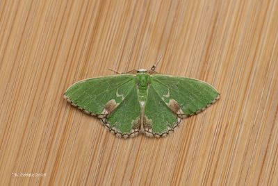 Gevlekte zomervlinder - Common emerald - Hemithea aestivaria