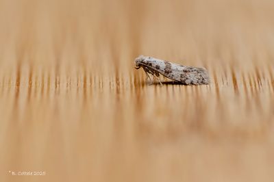 Doornspinnertje - Hawthorn moth - Scythropia crataegella