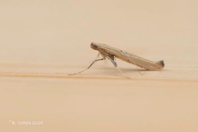 Walnootsteltmot - Caloptilia roscipennella