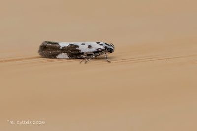 Kleine zwartwitmot - Ethmia quadrillella