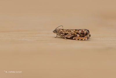 Schorsboorder - Cherrybark tortrix - Enarmonia formosana