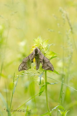 Pauwoogpijlstaart - Eyed hawk-moth - Smerinthus ocellatus