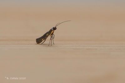 Hertshooisteltmot - Euspilapteryx auroguttella