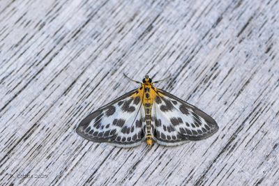 Bonte brandnetelmot - Small magpie - Anania hortulata