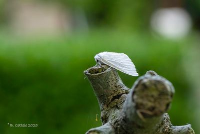 Satijnvlinder - White satin moth - Leucoma salicis