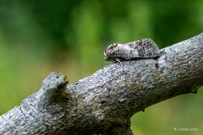 Wilgenhoutrups - Goat moth - Cossus cossus