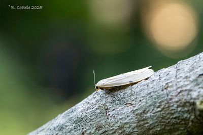 Viervlakvlinder - Four-spotted footman - Lithosia quadra