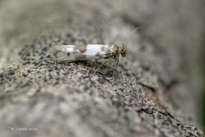 Korstmosdikkopmot - Enolmis acanthella