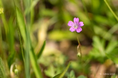 Fijne ooievaarsbek - Long-stalked crane's-bill - Geranium columbinum