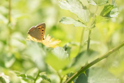 Kleine vuurvlinder - Small copper - Lycaena phlaeas