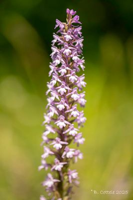 Grote muggenorchis - Fragrant orchid - Gymnadenia conopsea