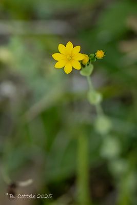 Zomerbitterling - Yellow-wort - Blackstonia perfoliata