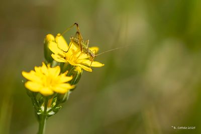 Sikkelsprinkhaan - Sickle-bearing bush-cricket - Phaneroptera falcata