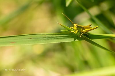 Gouden sprinkhaan - Chrysochraon dispar