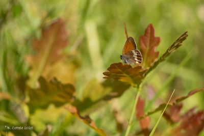 Tweekleurig hooibeestje - Pearly heath - Coenonympha arcania
