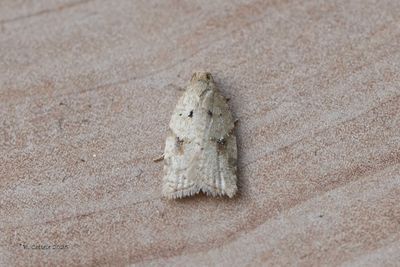 Witte boogbladroller - Black-headed birch leaffolder moth - Acleris logiana