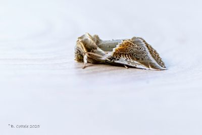 Eenstaartjes / Drepanidae