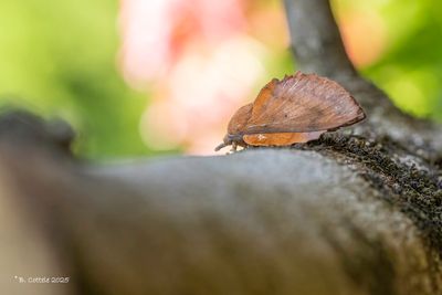 Spinners / Lasiocampidae