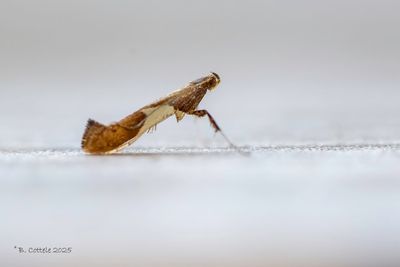 Mineermotten - Gracillariidae