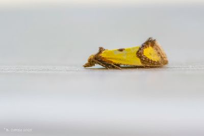 Bladrollers - Tortricidae