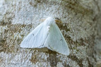Spinneruilen / Erebidae