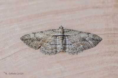 Spanners / Geometridae