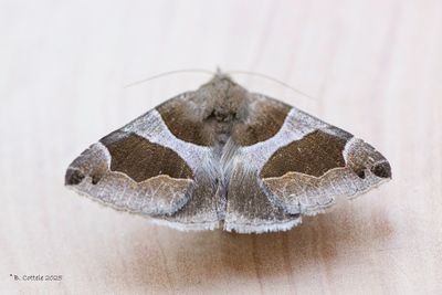 Spinneruilen / Erebidae