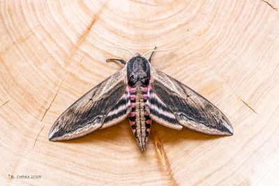Ligusterpijlstaart - Privet hawk moth - Sphinx ligustri